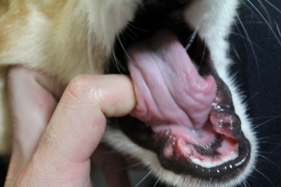 犬に噛まれたー病院いかんと…